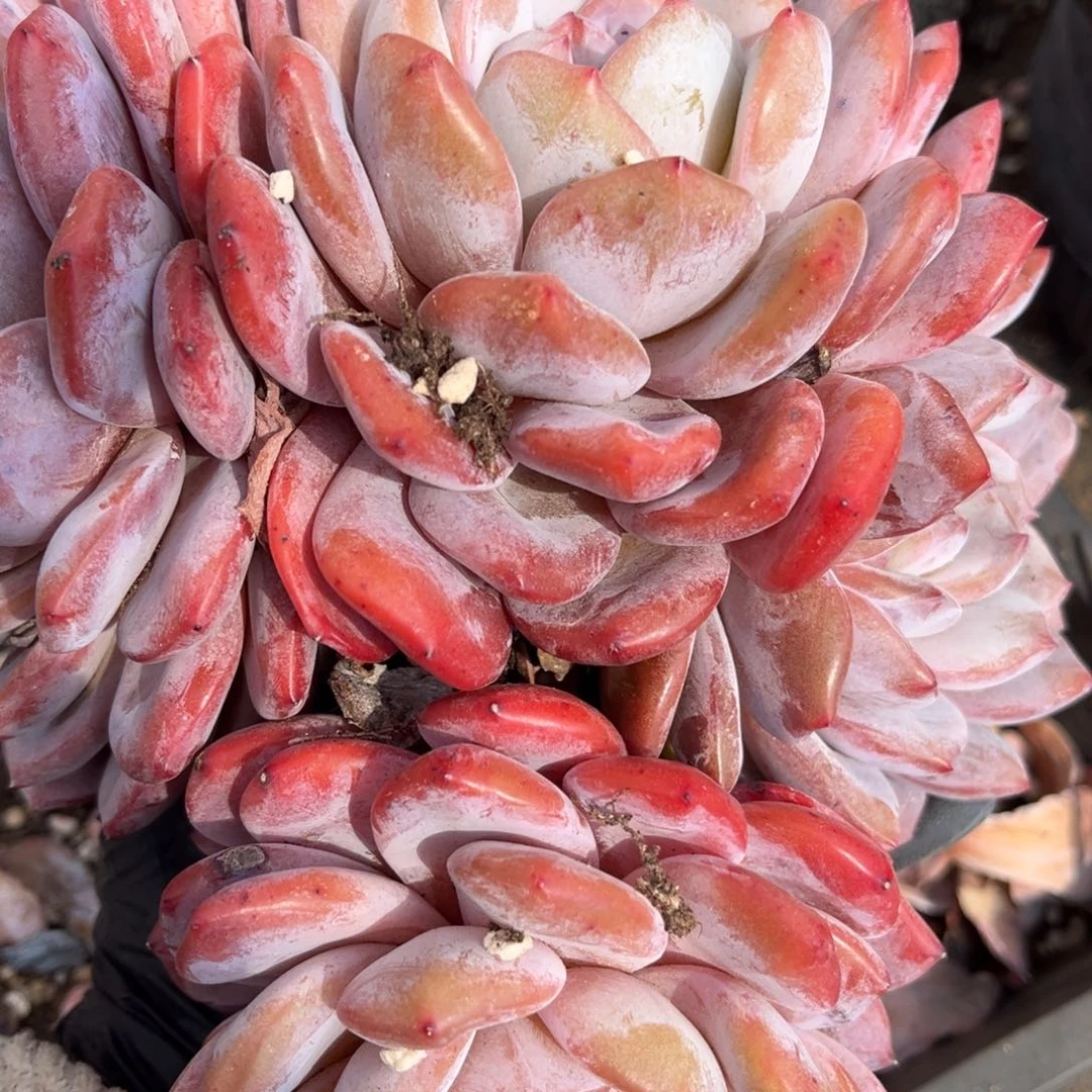 冷****)12358699999999988559999