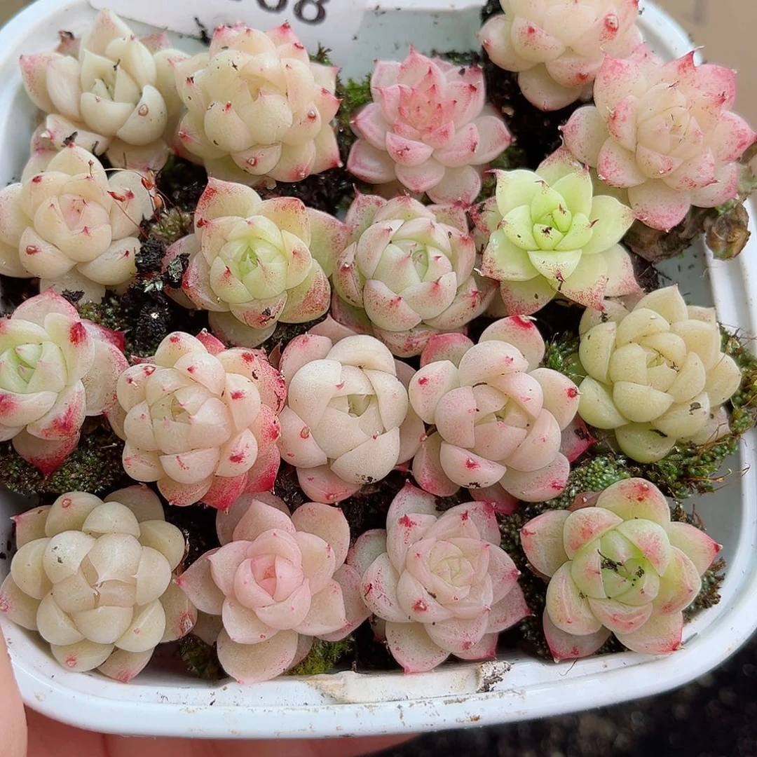 1-568 新疆西藏内蒙不发12.8包邮2-3公分多肉