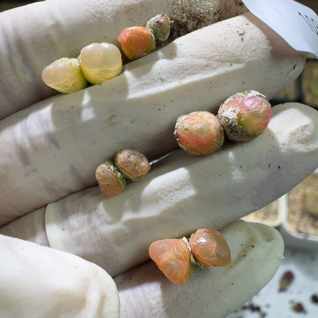 11-29-103特价双头拉登很小