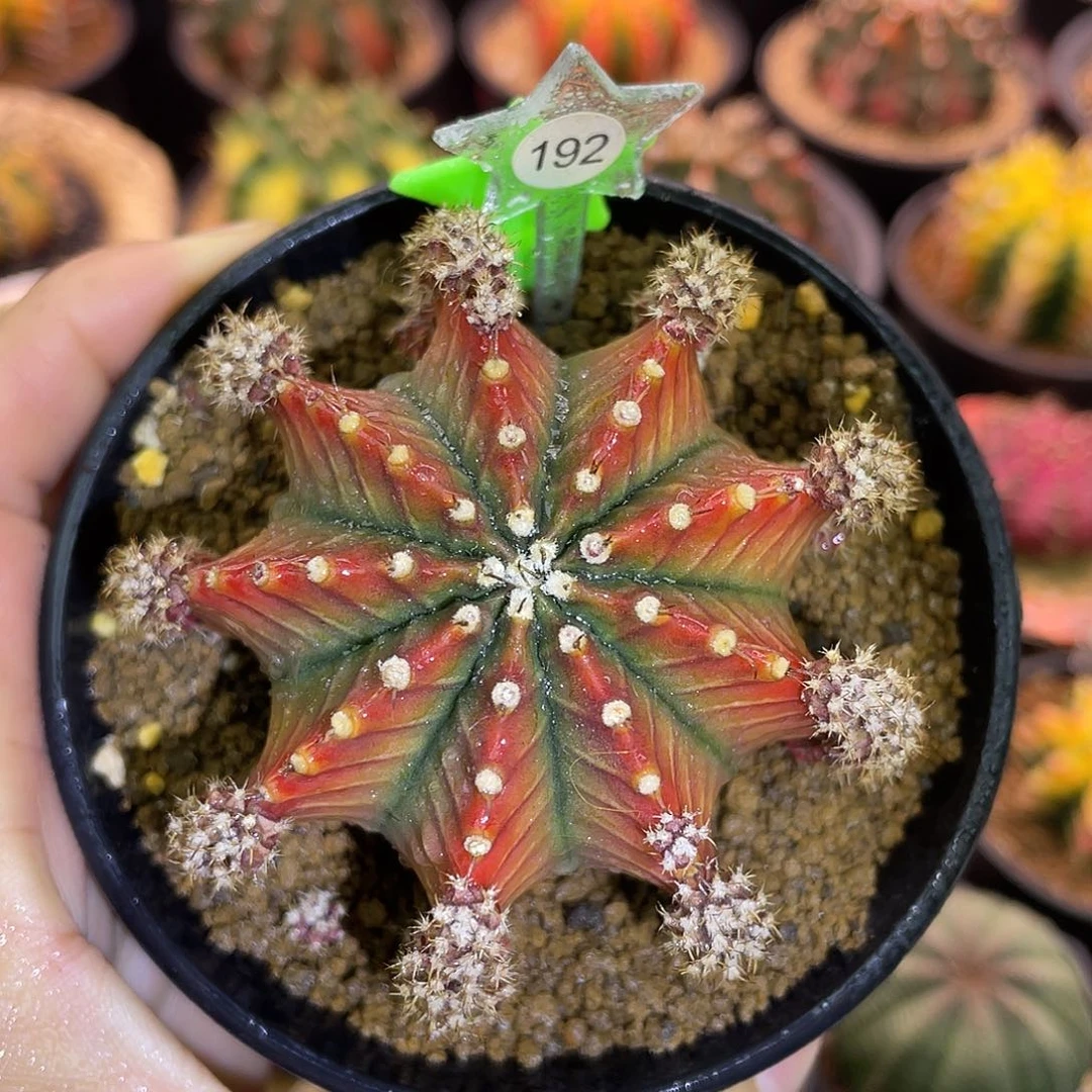 1-192沙拉曼尼母本6.7厘米