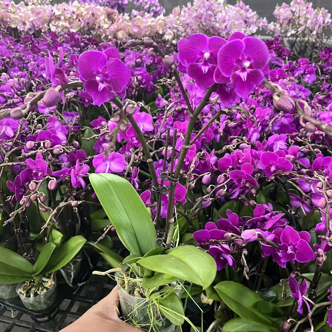 花悦里【茱莉亚】室内花花 好养耐开 广州花卉源头基地