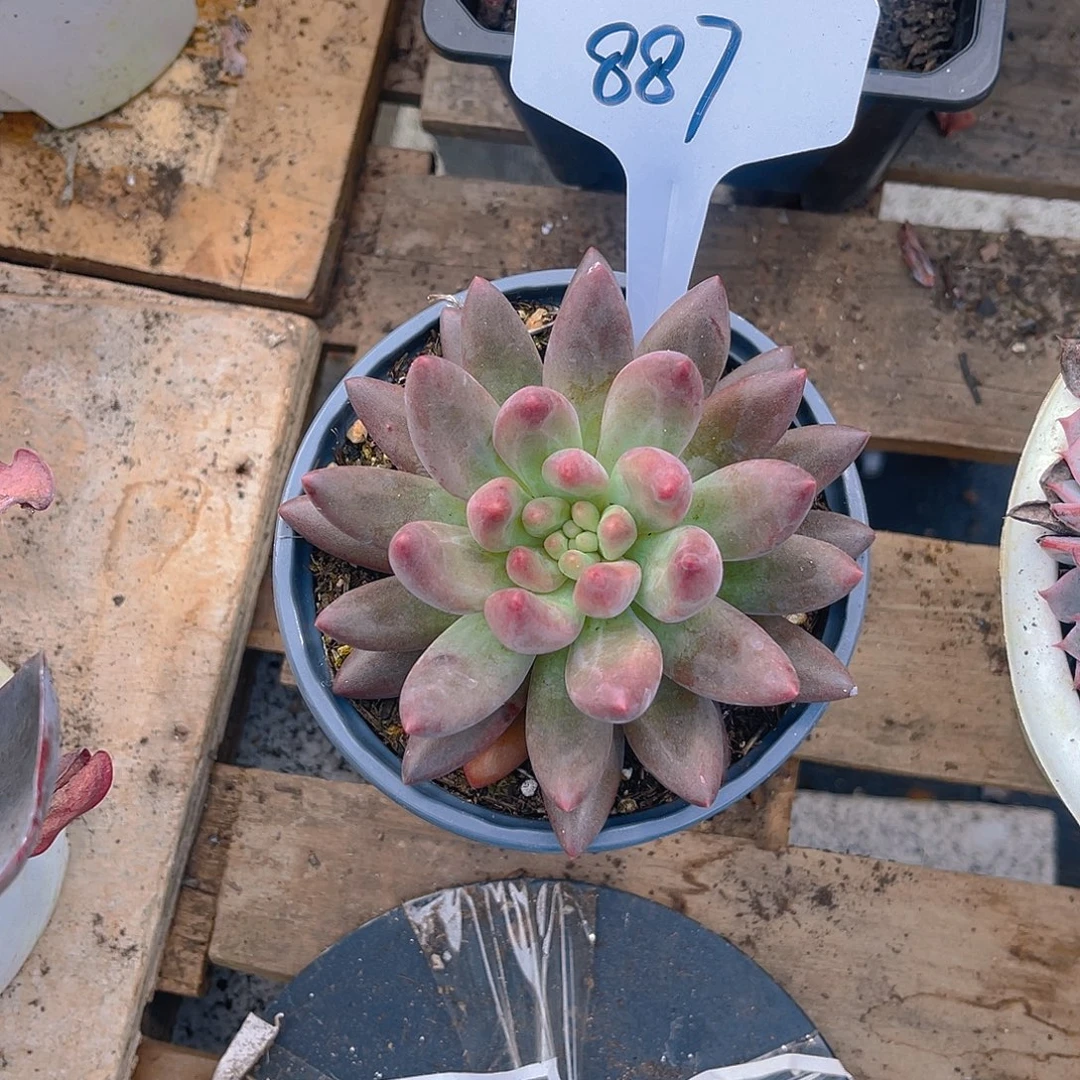 *****00000000000000887