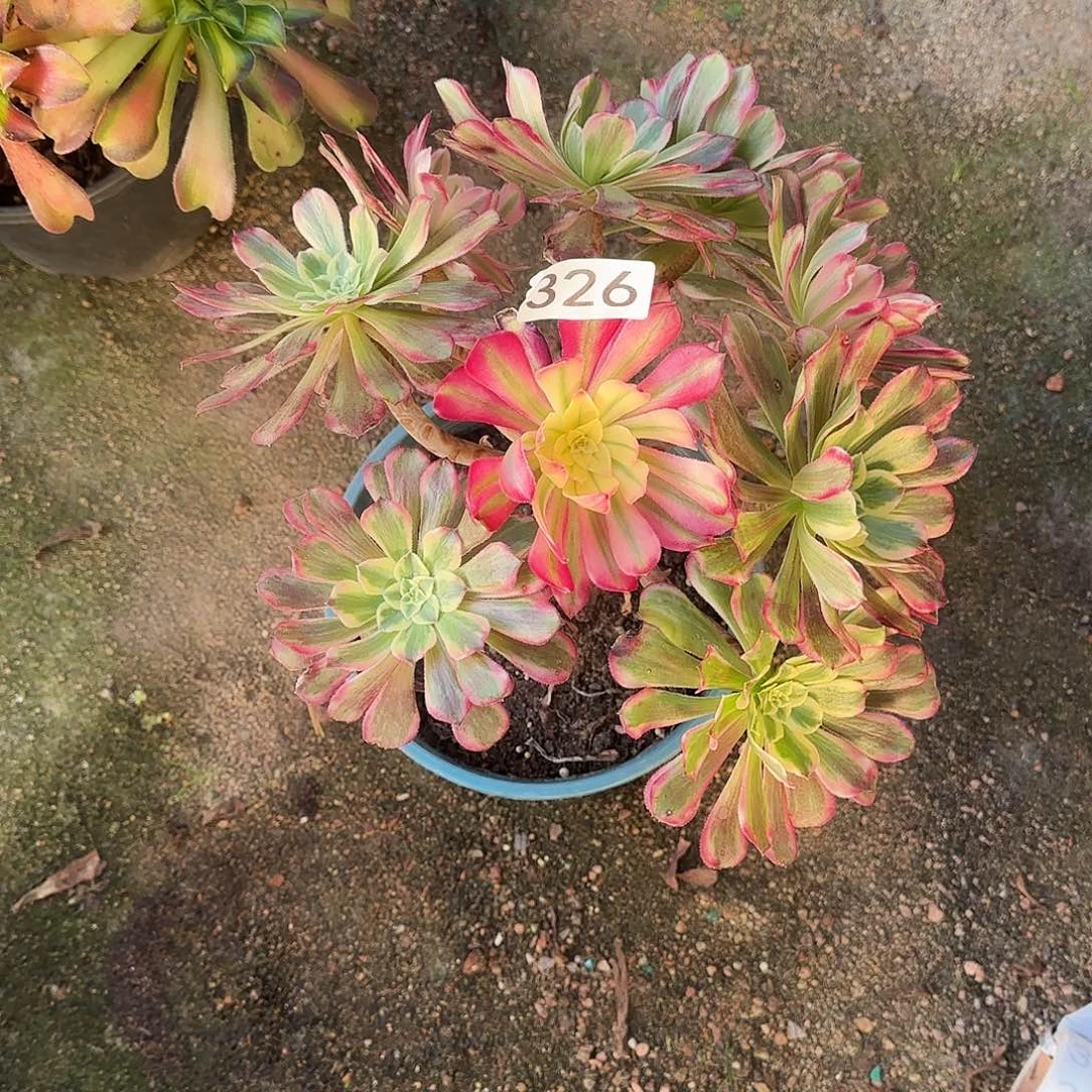 多肉植物波斯326法师