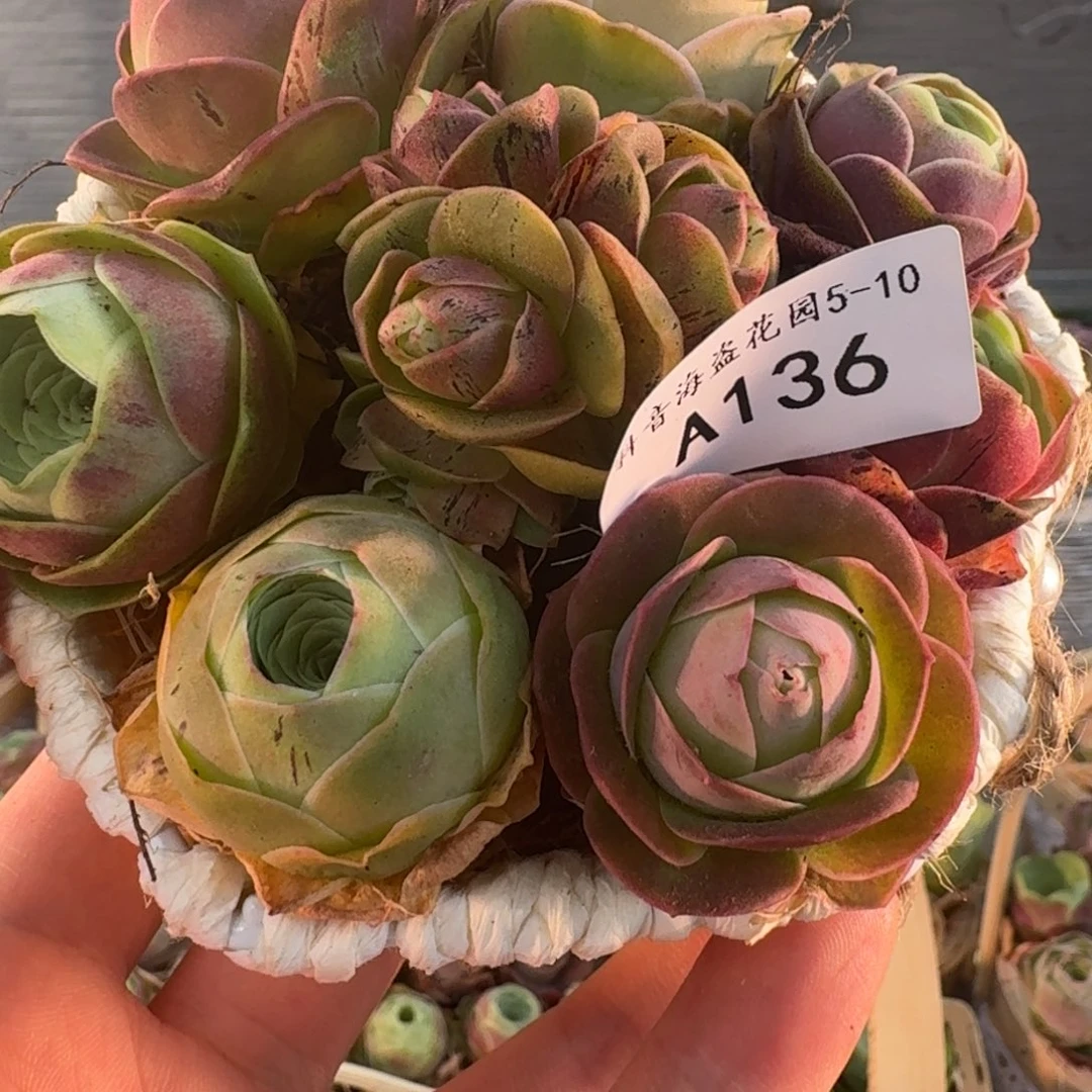 A136 玫瑰花篮组合