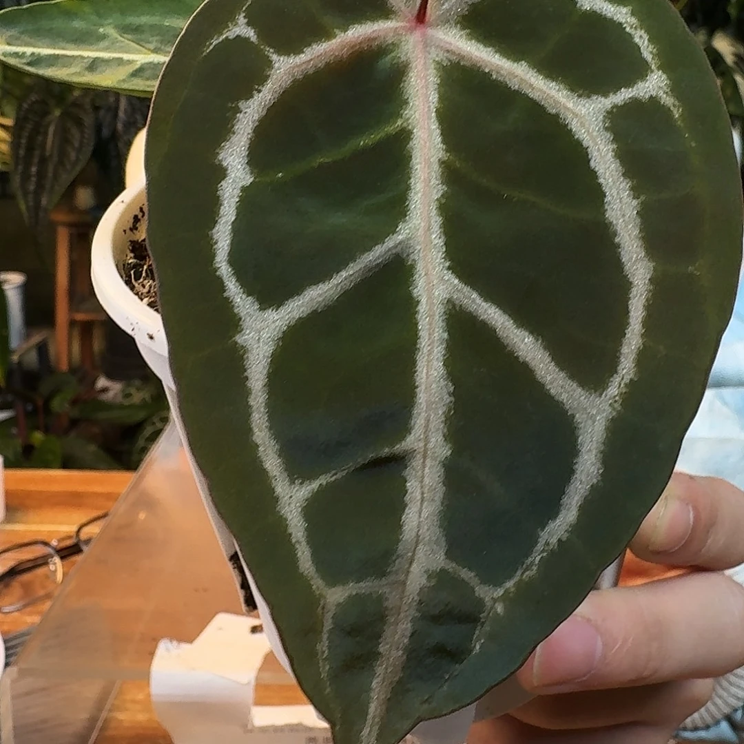 完全开放J140红钻石杂米歇尔