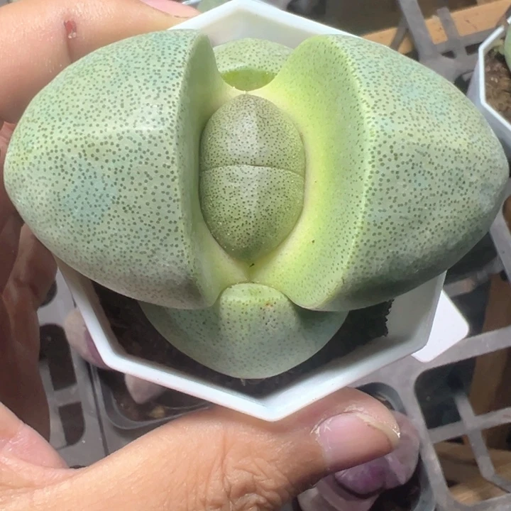 绿元宝精品多肉植物