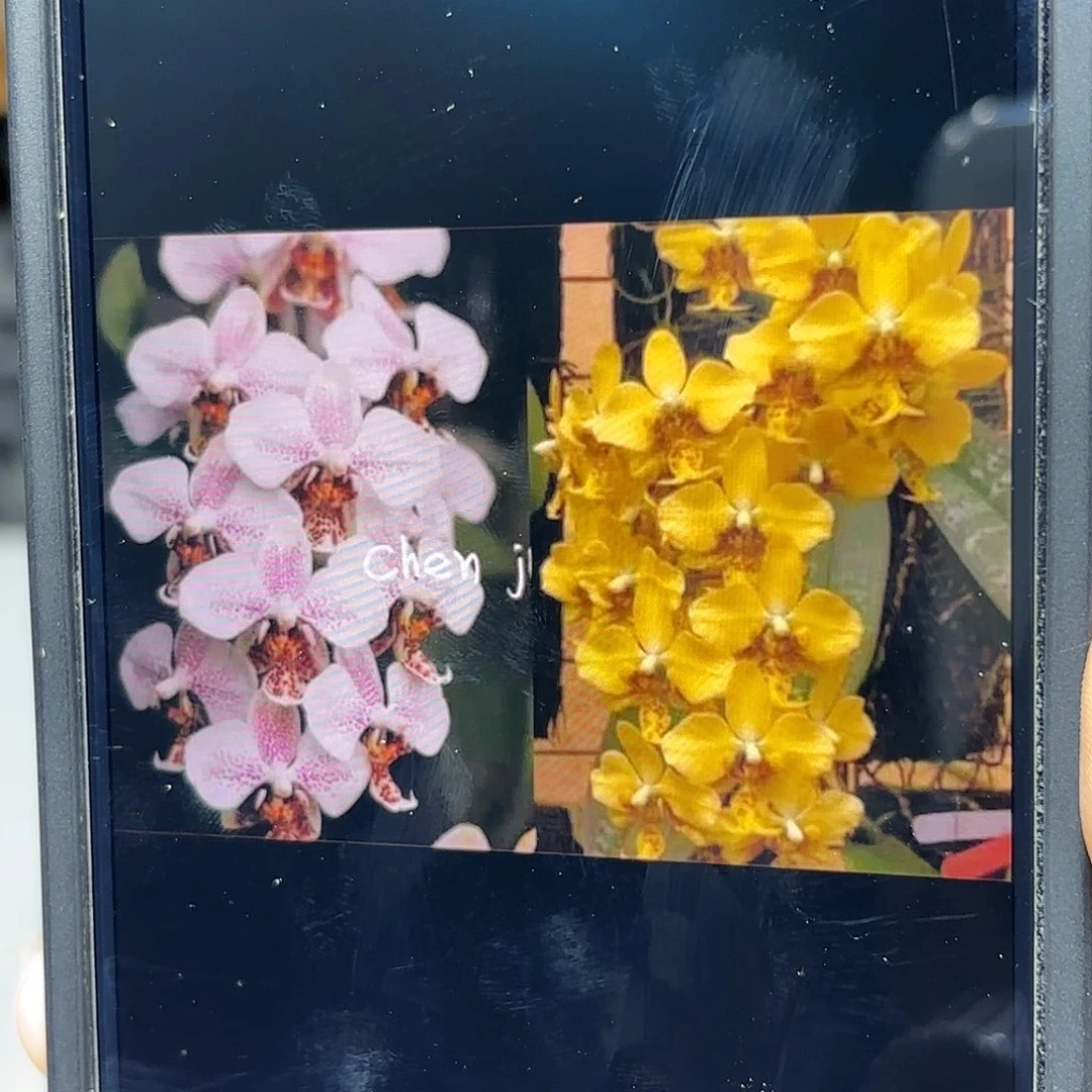 当前无花栽培后可以开花543史塔基