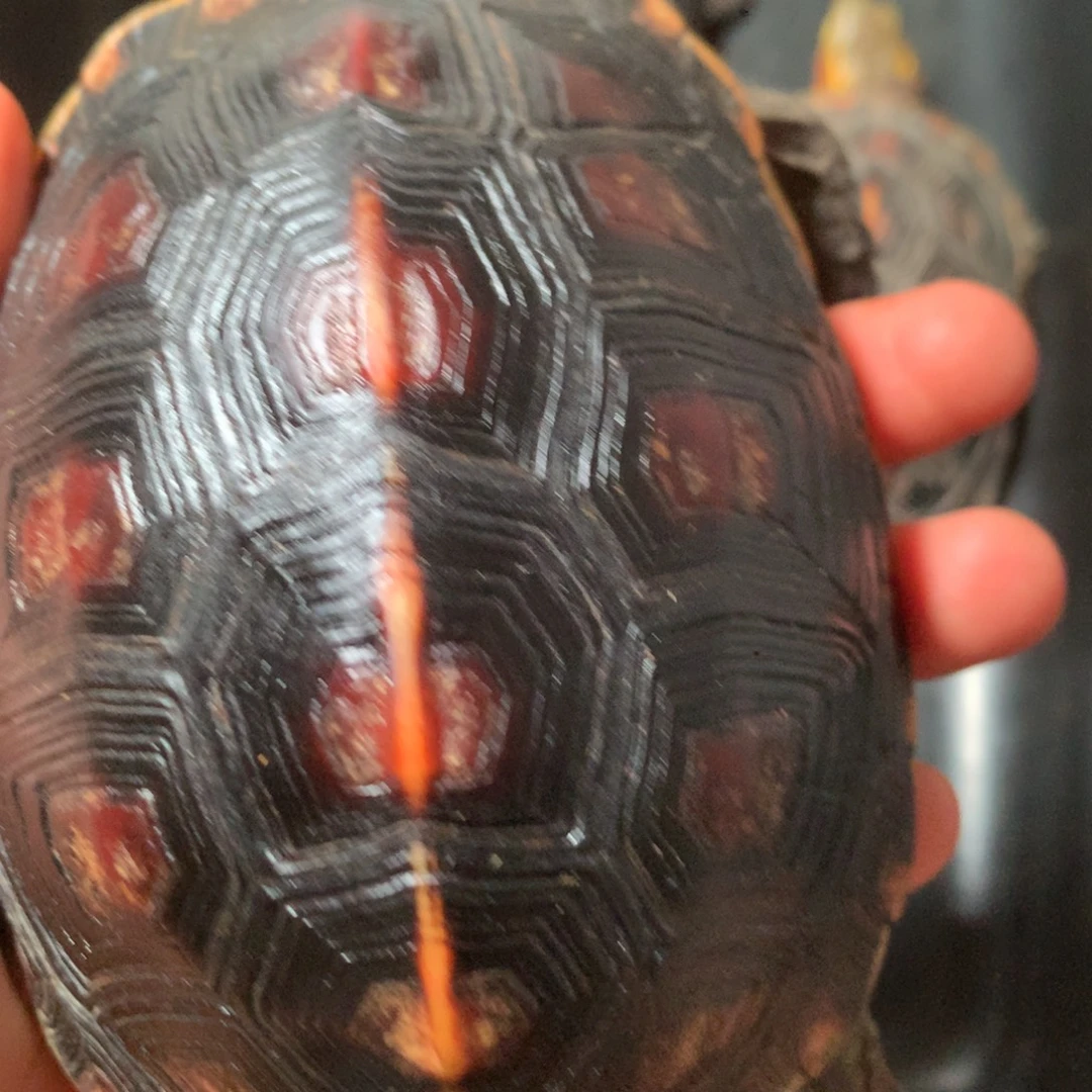 宠物龟母宠物龟宠物龟