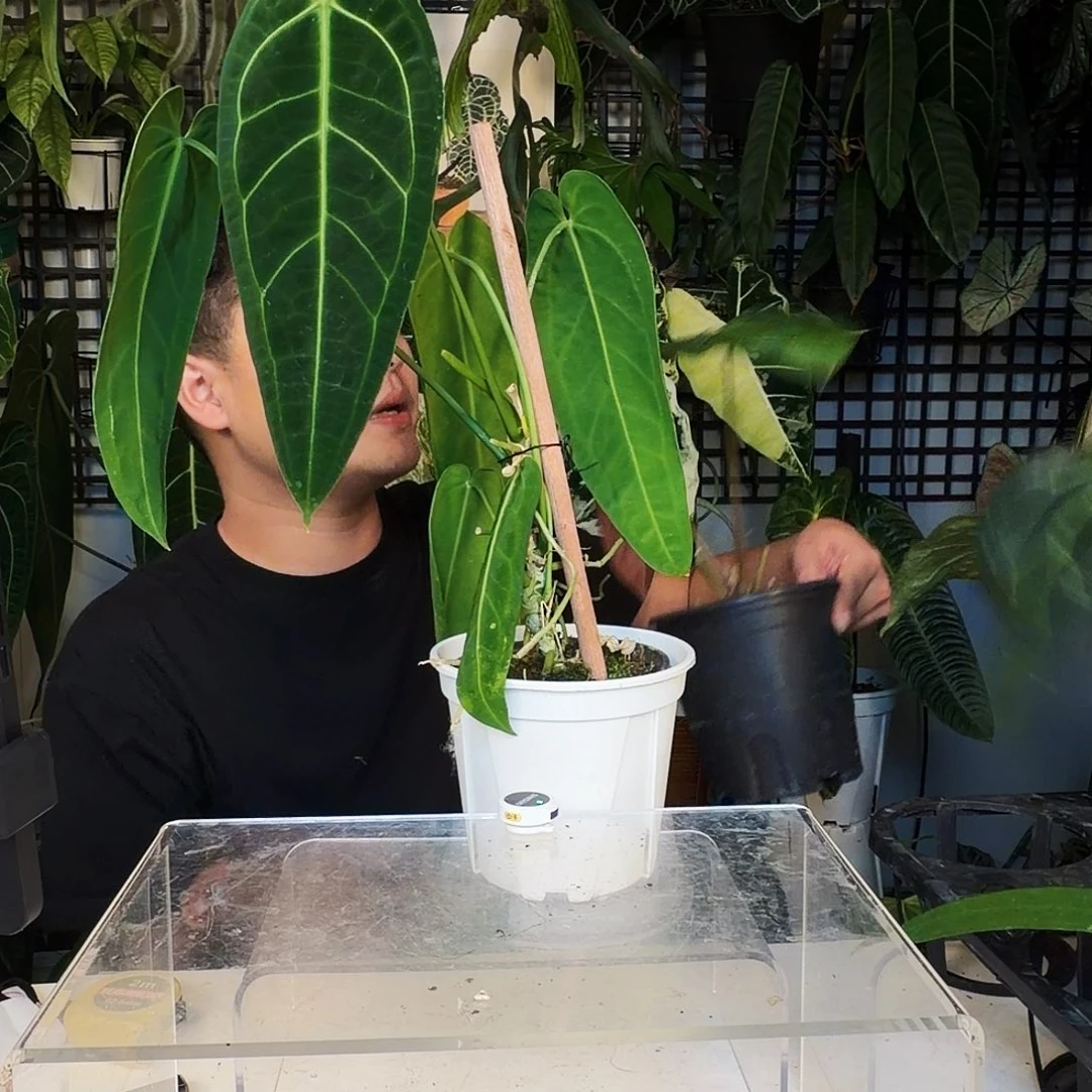 不开花植物C158火鹤后