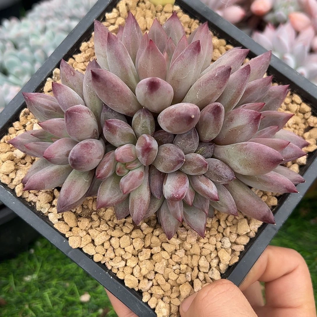 1028187 虞美人羽毛纹5头无砍