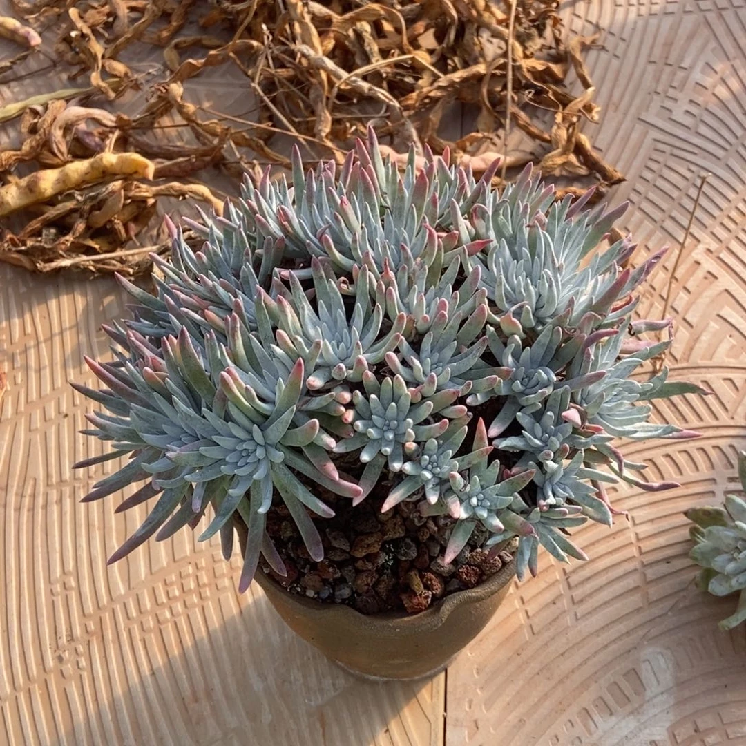 雪花多肉植物啦啦啦