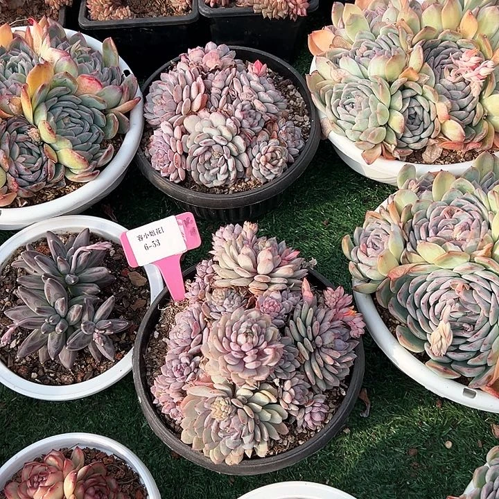 6.53鲁冰一个脱土