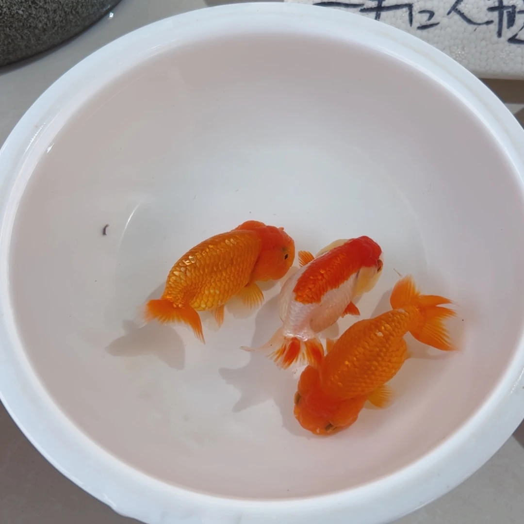 金鱼兰寿11111111