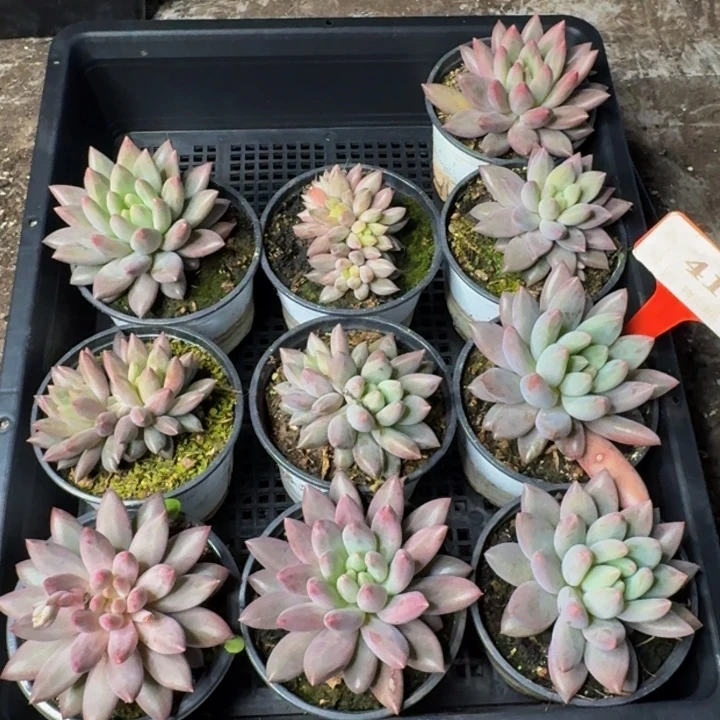 418多肉植物一物一拍