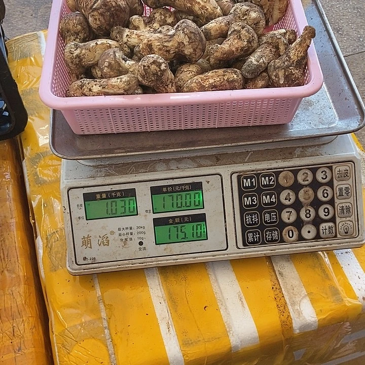野生菌现场挑货中国大陆