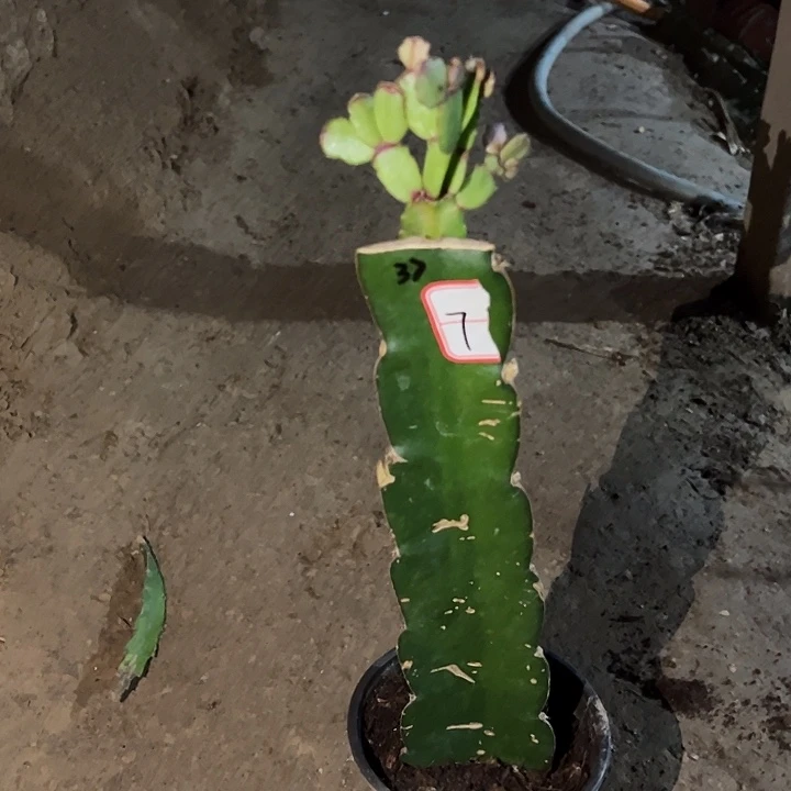 彪***弟当前无花栽培后可以开花037  7