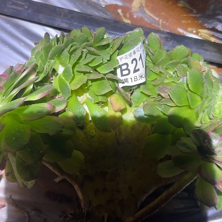 多肉法师淘宝福利