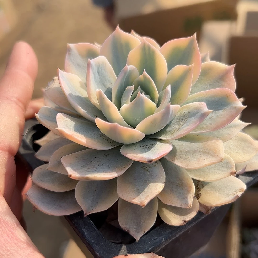 多肉植物皮氏锦单头