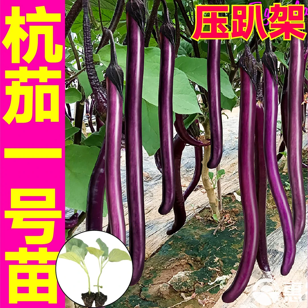 高产杭茄一号苗秧紫红黑白绿长圆茄种子特大线茄四季盆栽阳台早熟