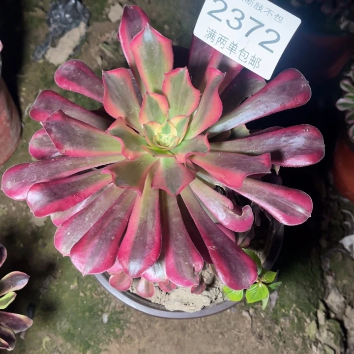 2372美杜莎的人多肉的