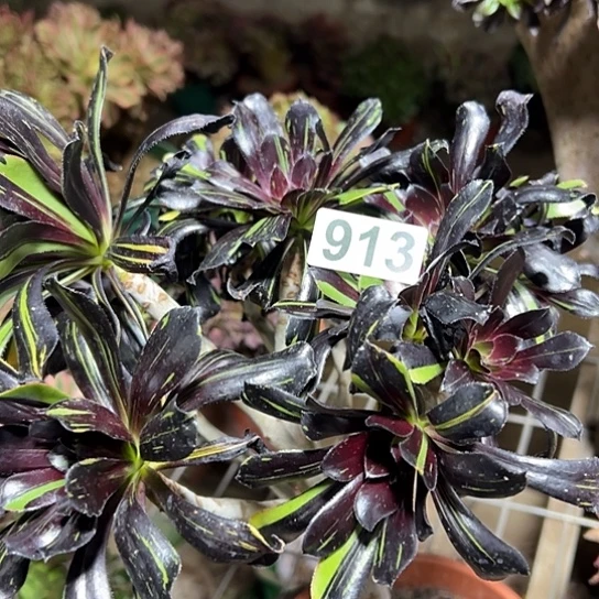 冯***程多肉植物一个水墨丹青的913