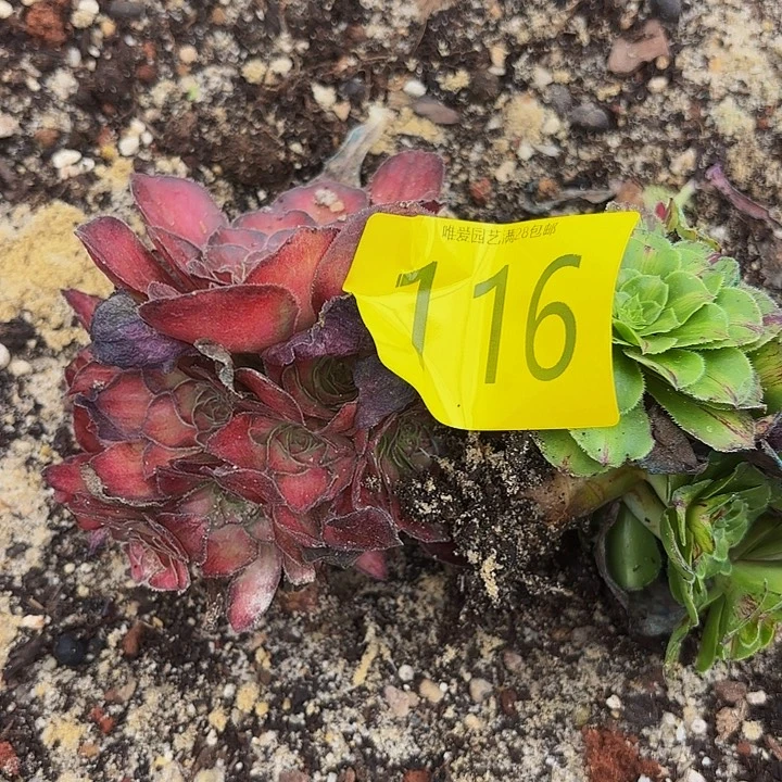 多肉植物福利116个
