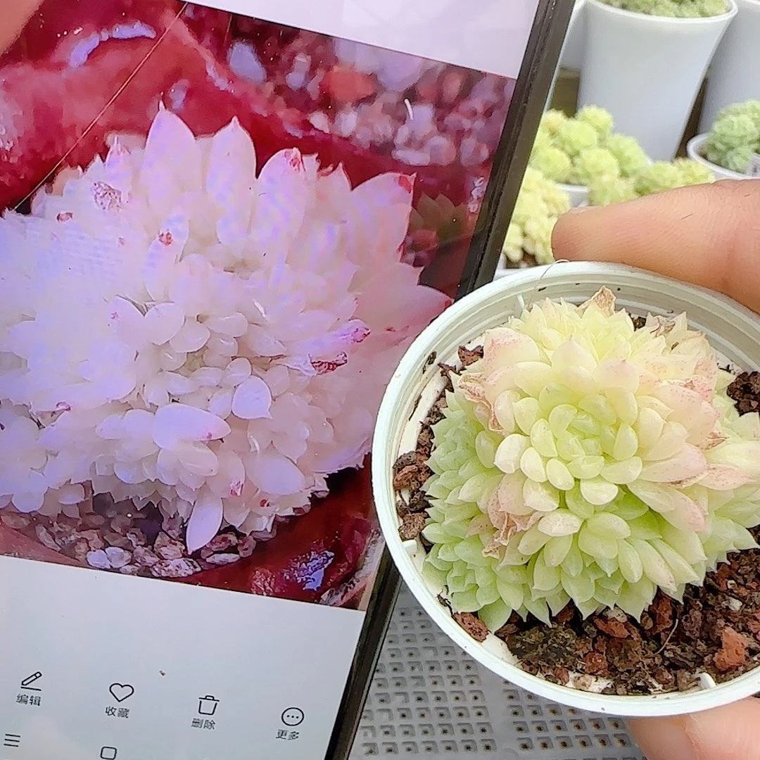 【闪购商品】1022-7（绝绝23-1）