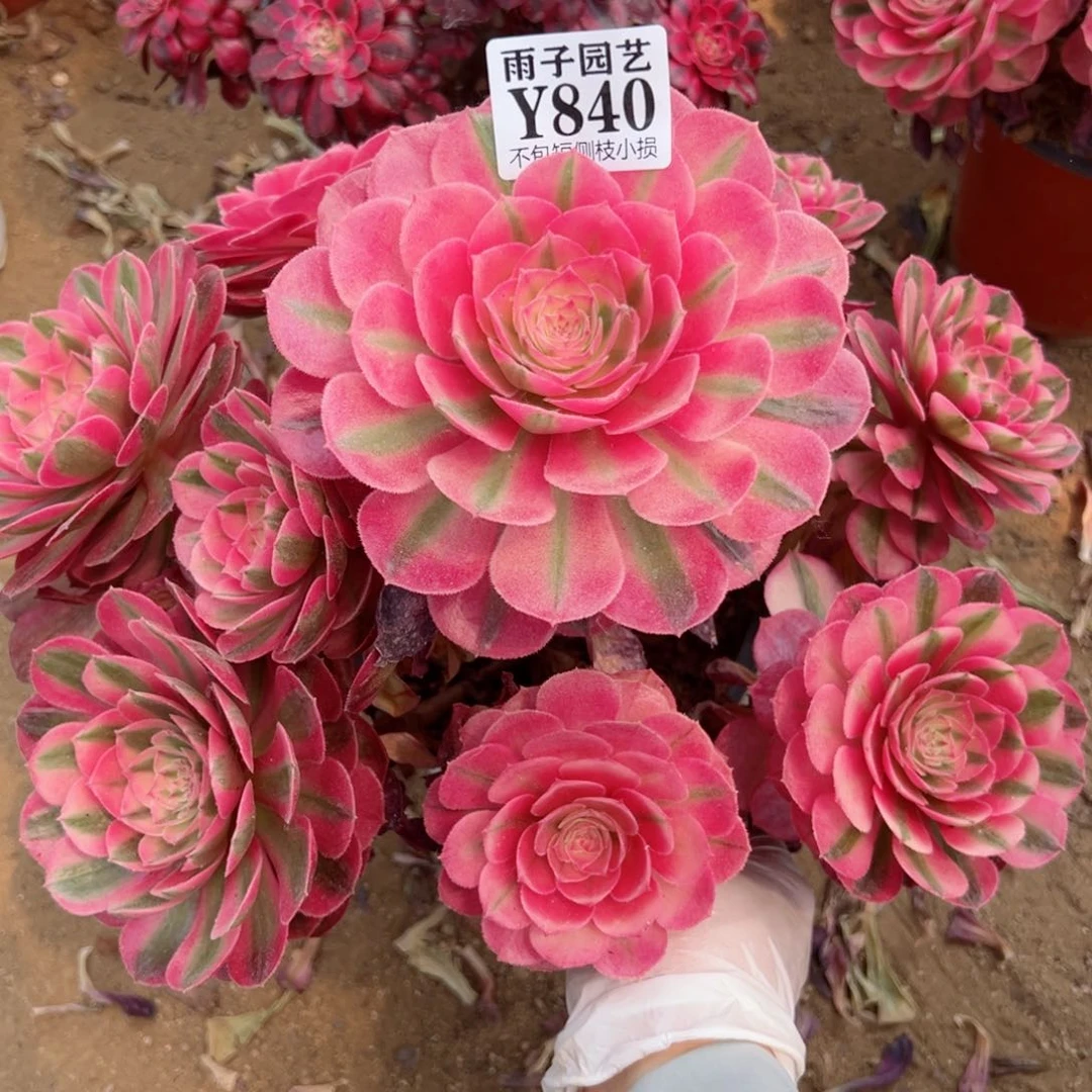 840荔枝尺寸25左右