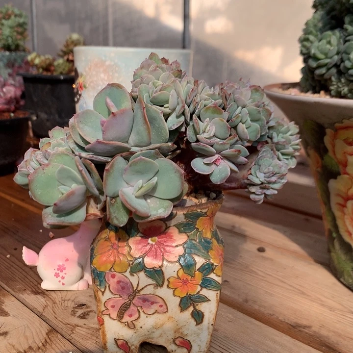 多肉植物白凤缀化有瑕