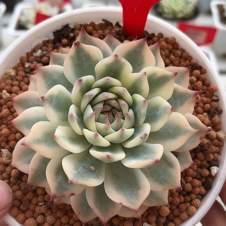 822号吉娃娃锦多肉