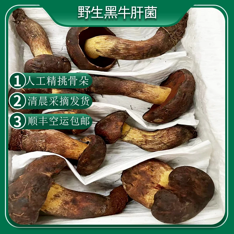 云南野生黑牛肝菌大脚黑牛肝菌细脚黑牛肝菌爆炒食用菌菇食材500g