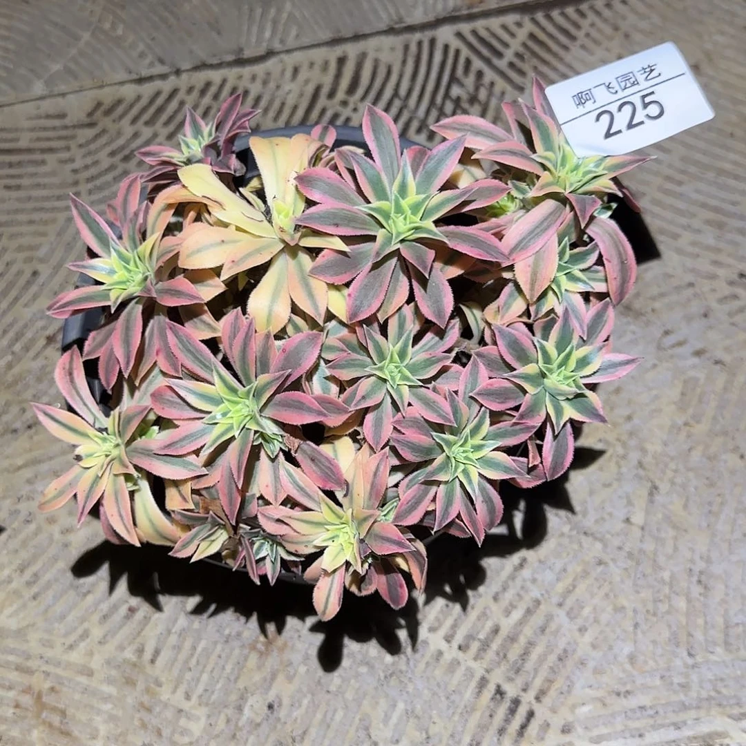 225多肉 绿体枫叶法师