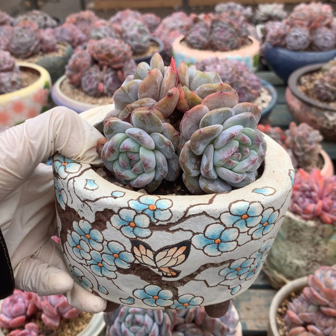 无花朵哈哈哈哈哈哈哈哈45