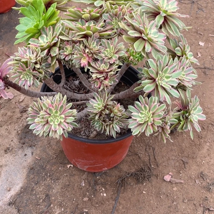 392粉黛法师多肉断枝不售后