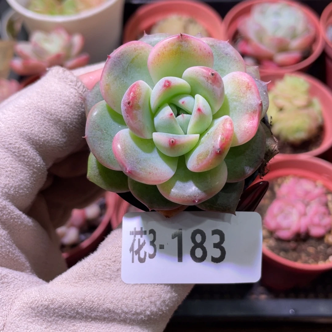 花利美3-183新品锦