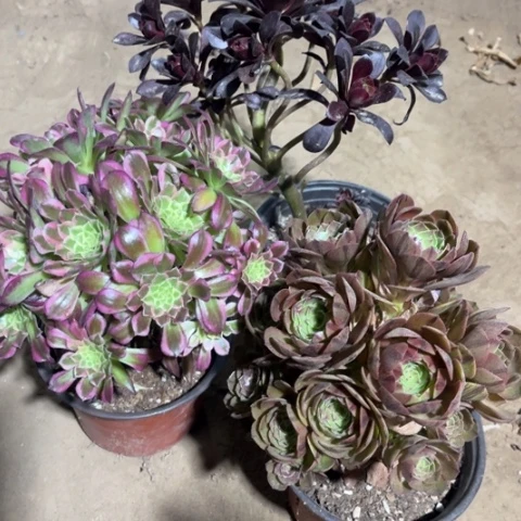 326多肉植物组合