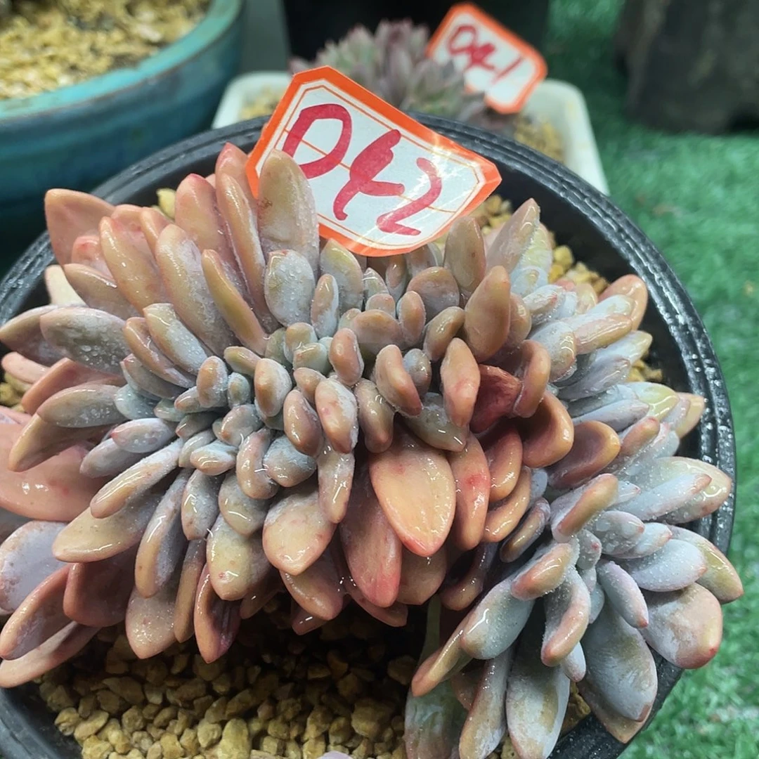 042一物一一拍一拍