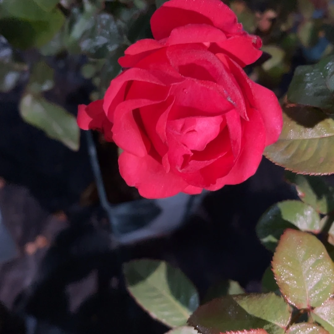 无花朵——-红楼 月季