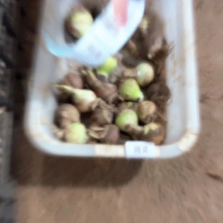 精灵3球3.5公分丑球福利