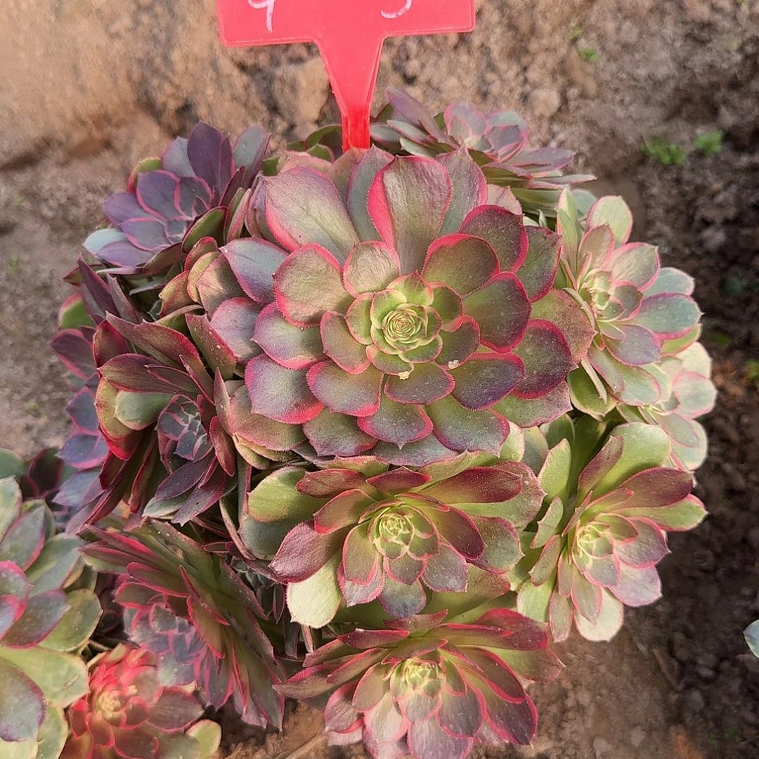 4-5粉花妖多肉法师