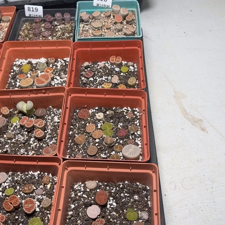 【闪购商品】 820。4盒一组