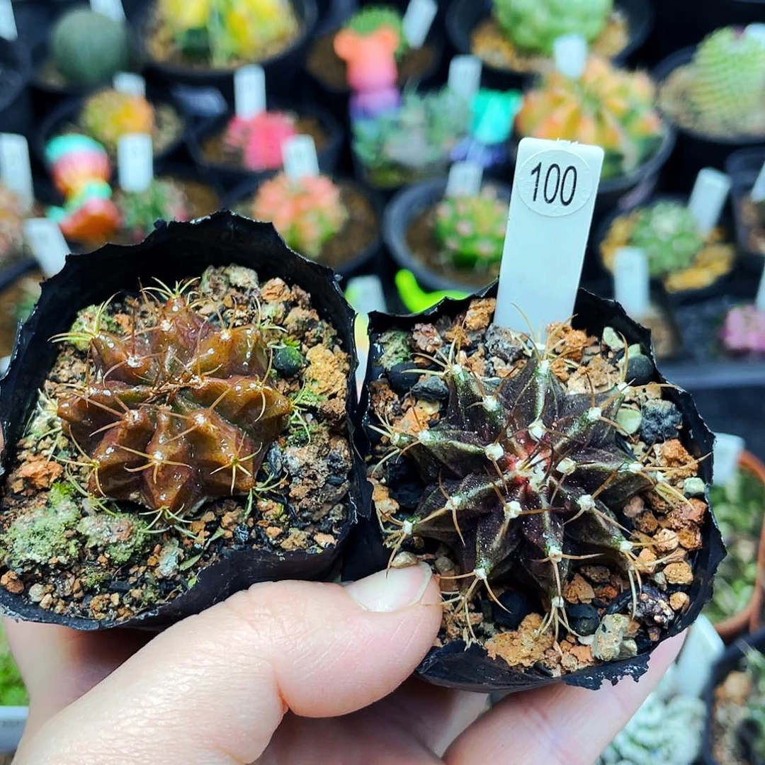 非偏远地区满25包邮仙人球