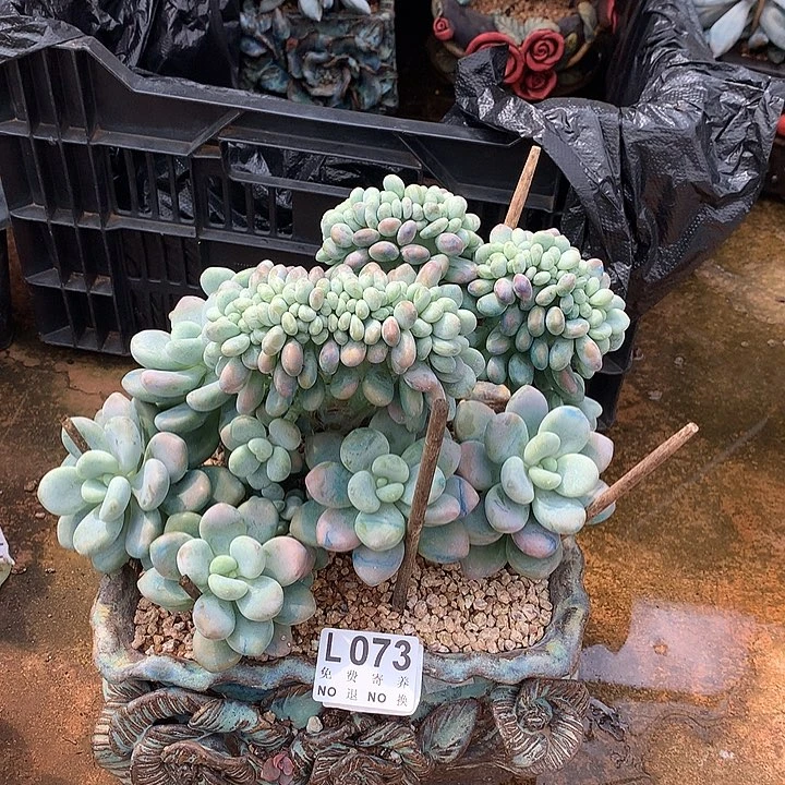 洛神缀化 多肉植物，9.25号左右发