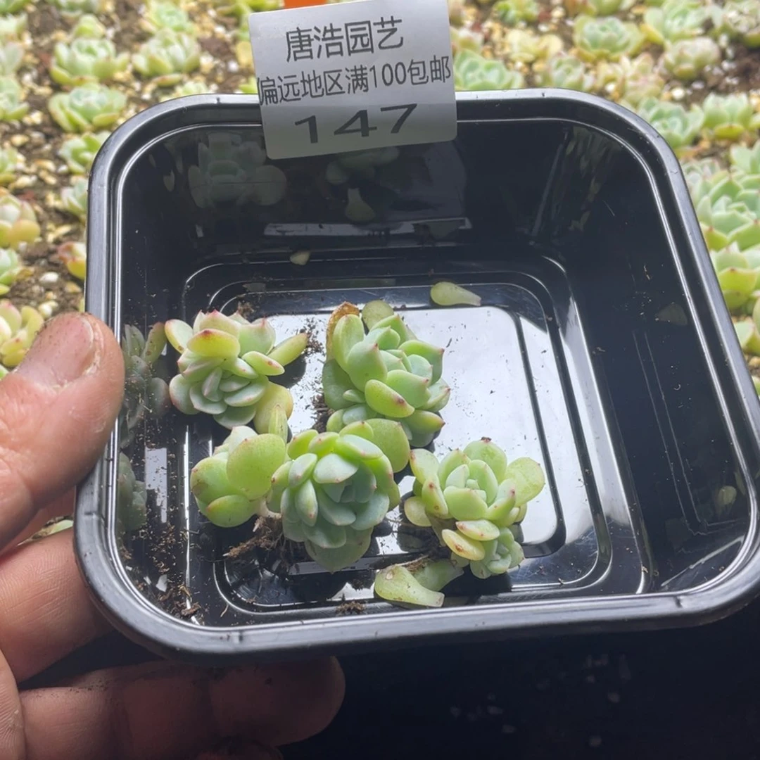 败*蜜糖甜心一物一拍147