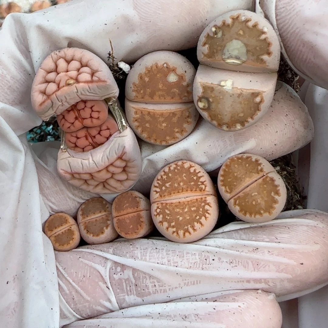 雨****客2，21，粉红豹1620.5鼻噶4，7、9018