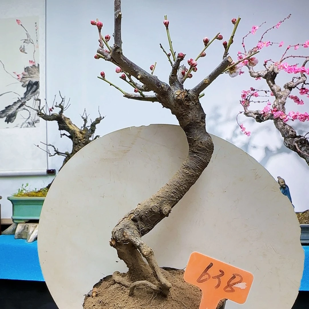 无铅玻璃独**剑dv j k l l l