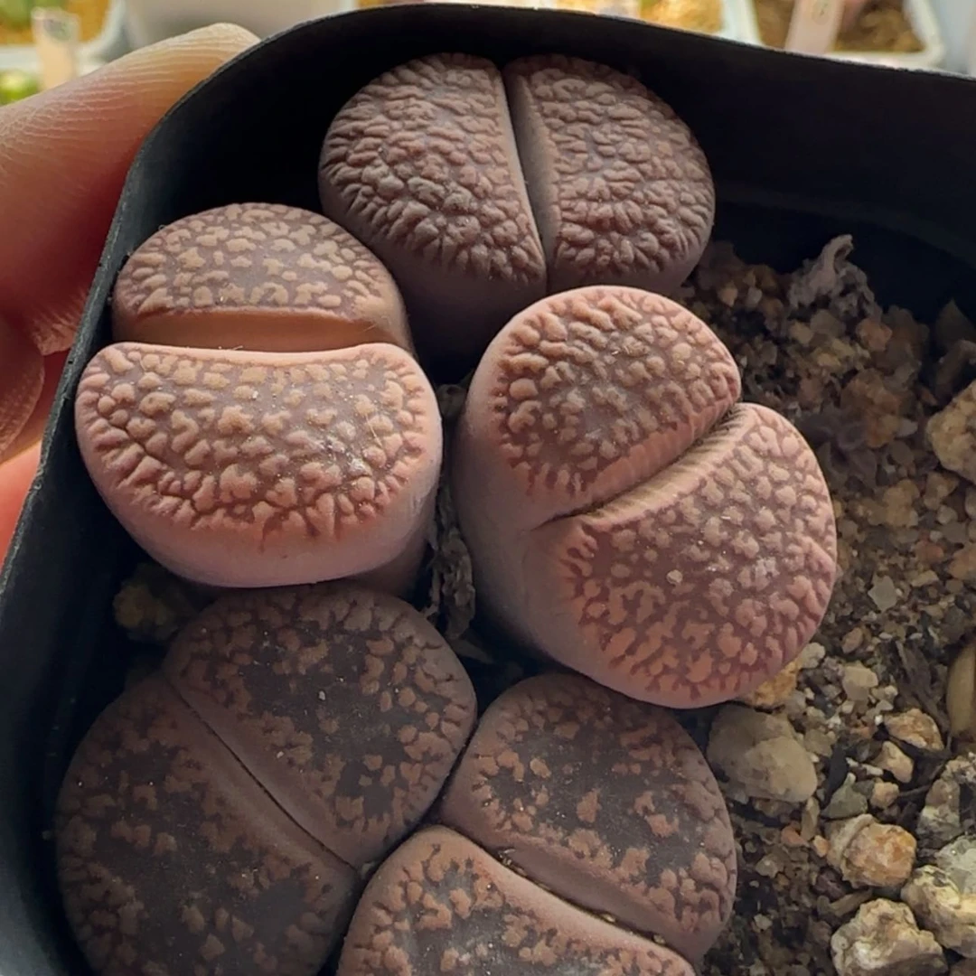 【闪购商品】1321生石花一盒当天28包邮非偏远