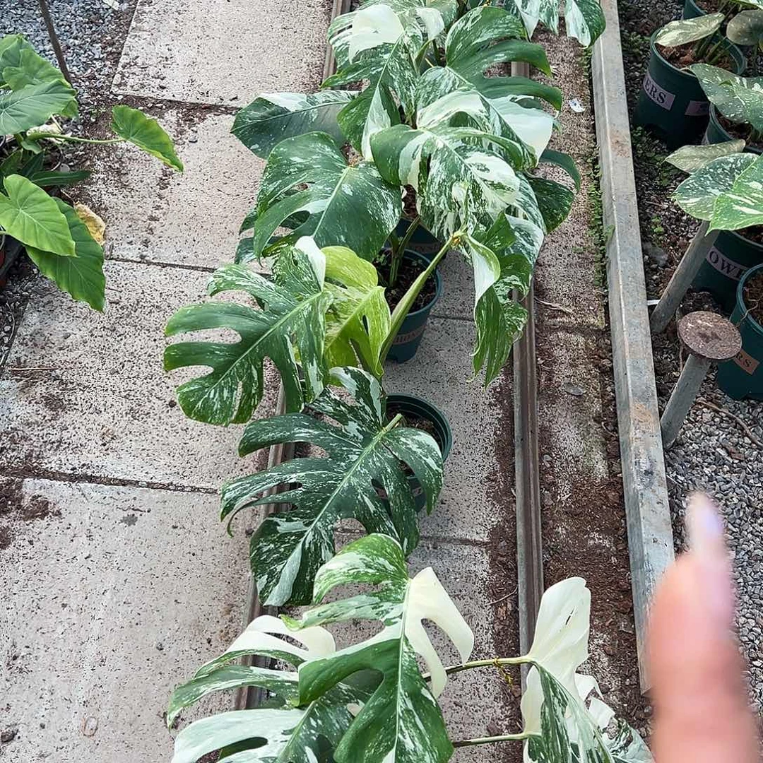 完全开放白龟5随机发货不售后随机
