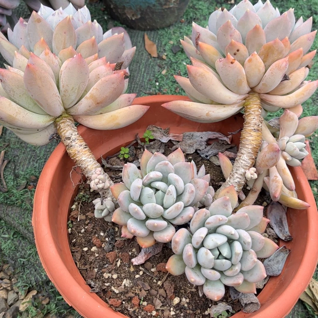 新疆西藏内蒙不发货，胖美人