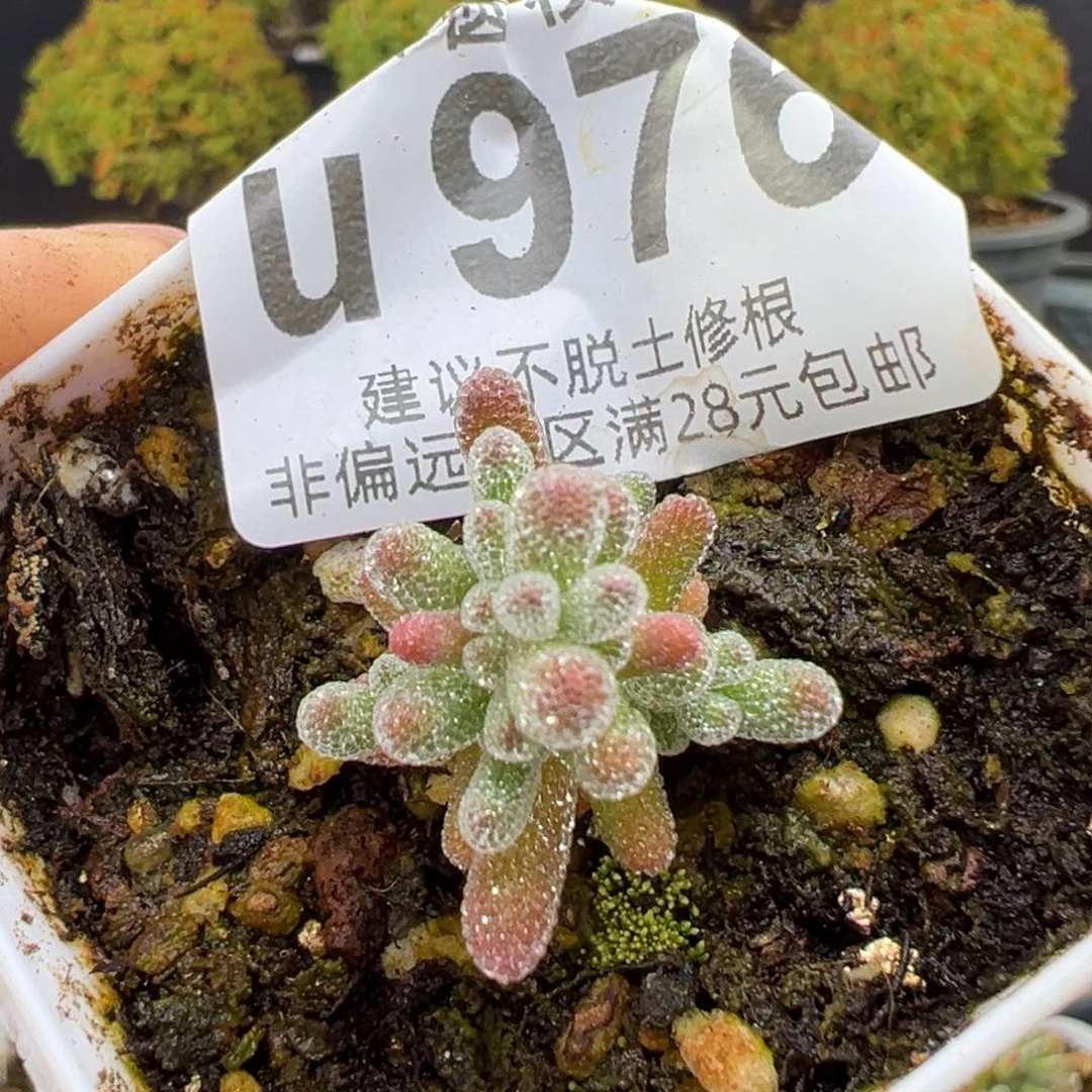 u976实生小可爱冰晶冠幅2cm
